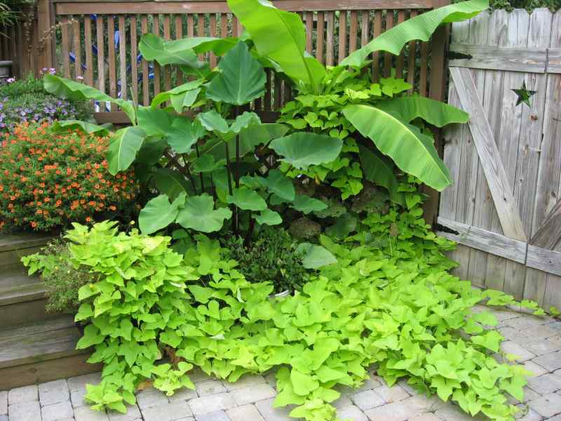 The sweet potato is taking over!