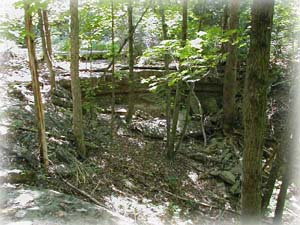 Blackacre woods trail
