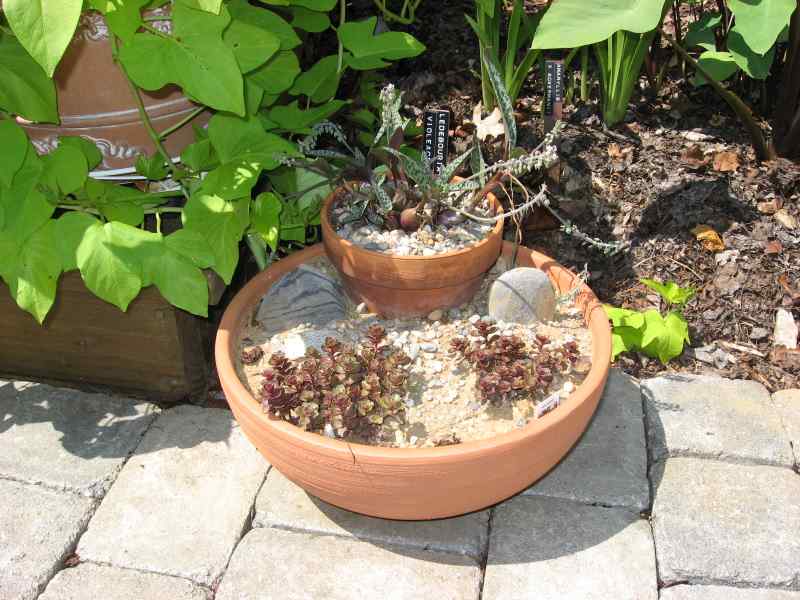Another clay bowl succulent garden