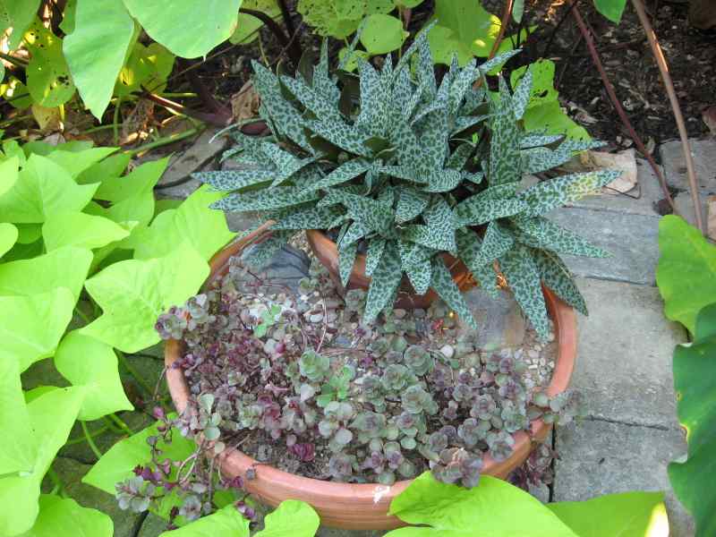 The spotted squill is happy in a clay pot