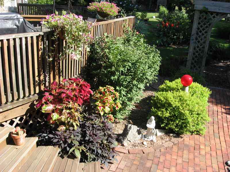 Coleus later in the season