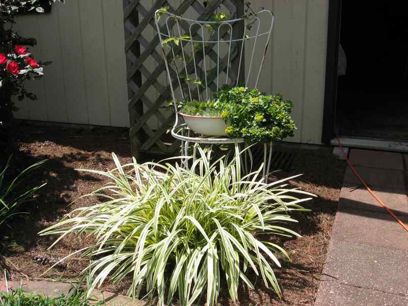 Wire chair and washpan flower pot